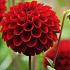 Ball Red Fox Dahlia Red Fox (x 35)