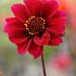 Peony Flowered Bishop Of Canterbury Dahlia Bishop Of Canterbury (x 35)