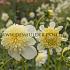 Anemone Flowered Platinum Blonde Dahlia Platinum Blonde (x 35)