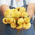 Ball Golden Scepter Dahlia Golden Scepter (x 35)