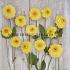 Ball Golden Scepter Dahlia Golden Scepter (x 35)