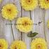 Ball Golden Scepter Dahlia Golden Scepter (x 35)