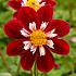 Collerette Mary Evelyn Dahlia Mary Evelyn (x 35)