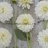 Ball Snow Cap Dahlia Snow Cap (x 35)