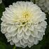 Ball Snow Cap Dahlia Snow Cap (x 35)