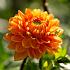 Decorative Medium Flowered Renato Tosio Dahlia Renate Tozio (x 35)