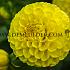 Ball Yellow Symphony Dahlia Yellow Symphony (x 35)