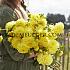 Ball Yellow Symphony Dahlia Yellow Symphony (x 35)