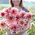 Decorative Large Flowered Labyrinth Dahlia Labyrinth (x 35)