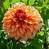 Decorative Large Flowered Hercules Dahlia Hercules (x 35)