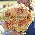 Decorative Large Flowered Hercules Dahlia Hercules (x 35)