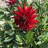 Cactus Of Semicactus Dwarf Red Pygmy Dahlia Red Pygmy (x 35)