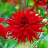 Cactus Of Semicactus Dwarf Red Pygmy Dahlia Red Pygmy (x 35)