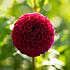 Ball Ivanetti Dahlia Ivanetti (x 35)