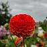 Ball Orange Symphony Dahlia Symphony (x 35)