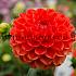 Ball Orange Symphony Dahlia Symphony (x 35)