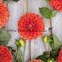 Ball Orange Symphony Dahlia Symphony (x 35)