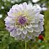 Decorative Dwarf White Pearl (Wittem) Dahlia White Pearl (Wittem) (x 35)