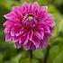 Decorative Large Flowered Elma Elisabeth Dahlia Elma Elisabeth (x 35)