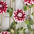 Ball Checkers Dahlia Checkers (x 35)