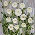 Ball Boom Boom White Dahlia Boom Boom White (x 35)
