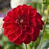Ball Red Symphony Dahlia Red Symphony (x 35)
