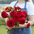 Ball Red Symphony Dahlia Red Symphony (x 35)