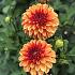 Ball American Sunset Dahlia American Sunset (x 35)