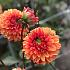 Ball American Sunset Dahlia American Sunset (x 35)