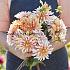 Decorative Small Flowered Orange & Snow Dahlia Orange & Snow (x 35)