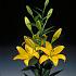 La Beau Soleil Lilium Beau Soleil (x 150)