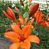 La Idaho Lilium Idaho (x 150)