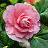 Double Double Pink Begonia Double Pink 6/7 (x 250)