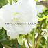 Double Double White Begonia Double White 6/7 (x 250)