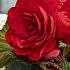 Double Red (Scarlet) Begonia Red (Scarlet) (x 250)