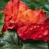 Fimbriata Orange Begonia Fimbriata Orange 6/7 (x 250)