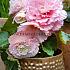 Fimbriata Pink Begonia Fimbriata Pink 6/7 (x 250)