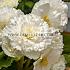 Fimbriata White Begonia Fimbriata White 6/7 (x 250)
