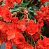 Pendula Red Begonia Pendula Red 5/6 (x 250)
