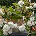 Pendula White Begonia Pendula White 5/6 (x 250)