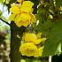Pendula Yellow Begonia Pendula Yellow 5/6 (x 250)
