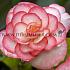 Picotee White (+ Red) Begonia Picotee White-Red 5/6 (x 250)