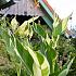 Variegated Leaves Stuttgart Canna Stutgart, green-white leaves (x 10)