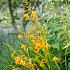 Crocosmiiflora George Davison Crocosmia George Davison (x 250)