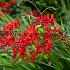 Crocosmiiflora Lucifer Crocosmia Lucifer (x 250)