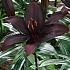 As Mapira Lilium Mapira (x 200)