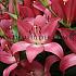 La Arbatax Lilium Arbatax (x 150)