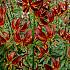 Martagon Arabian Knight Lilium Martagon Red (Arabian Night) (x 200)