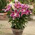 Pot-Or After Eight Lilium After Eight (x 300)
