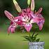 Pot-As Tiny Diamond Lilium Tiny Diamond (x 300)